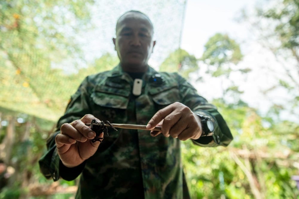 Ein Ausbilder der Royal Thai Marine zeigt die Reißzähne einer giftigen Spinne