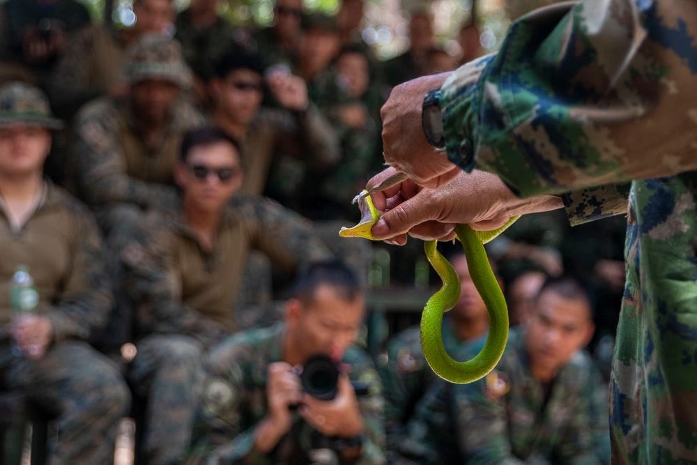 Ein Ausbilder der Royal Thai Marine zeigt die Reißzähne einer giftigen Weißlippen-Grubenotter