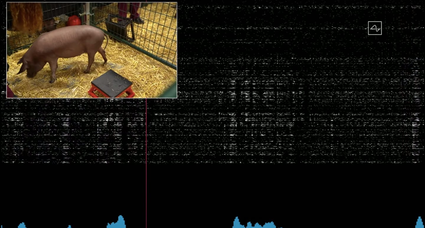 Ein Schwein schnüffelt in einem Heuhaufen herum, während auf einem Computerbildschirm die von einem Neuralink-Gerät erfasste Gehirnaktivität angezeigt wird.