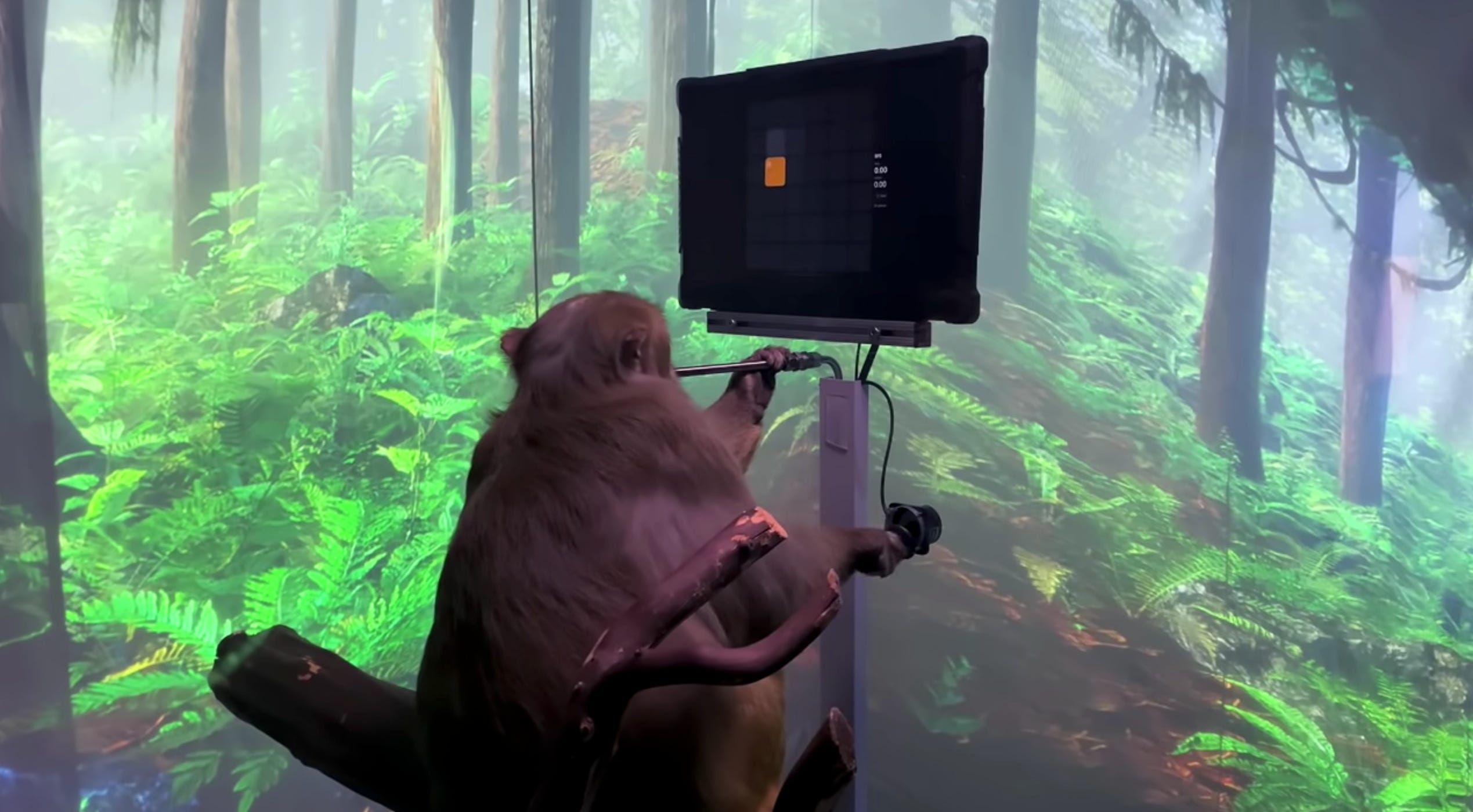 Ein Affe, der von Neuralink für Tierversuche verwendet wird, sitzt auf einem Ast und blickt nach oben auf einen Computermonitor, auf dem ein Tischtennisspiel angezeigt wird.