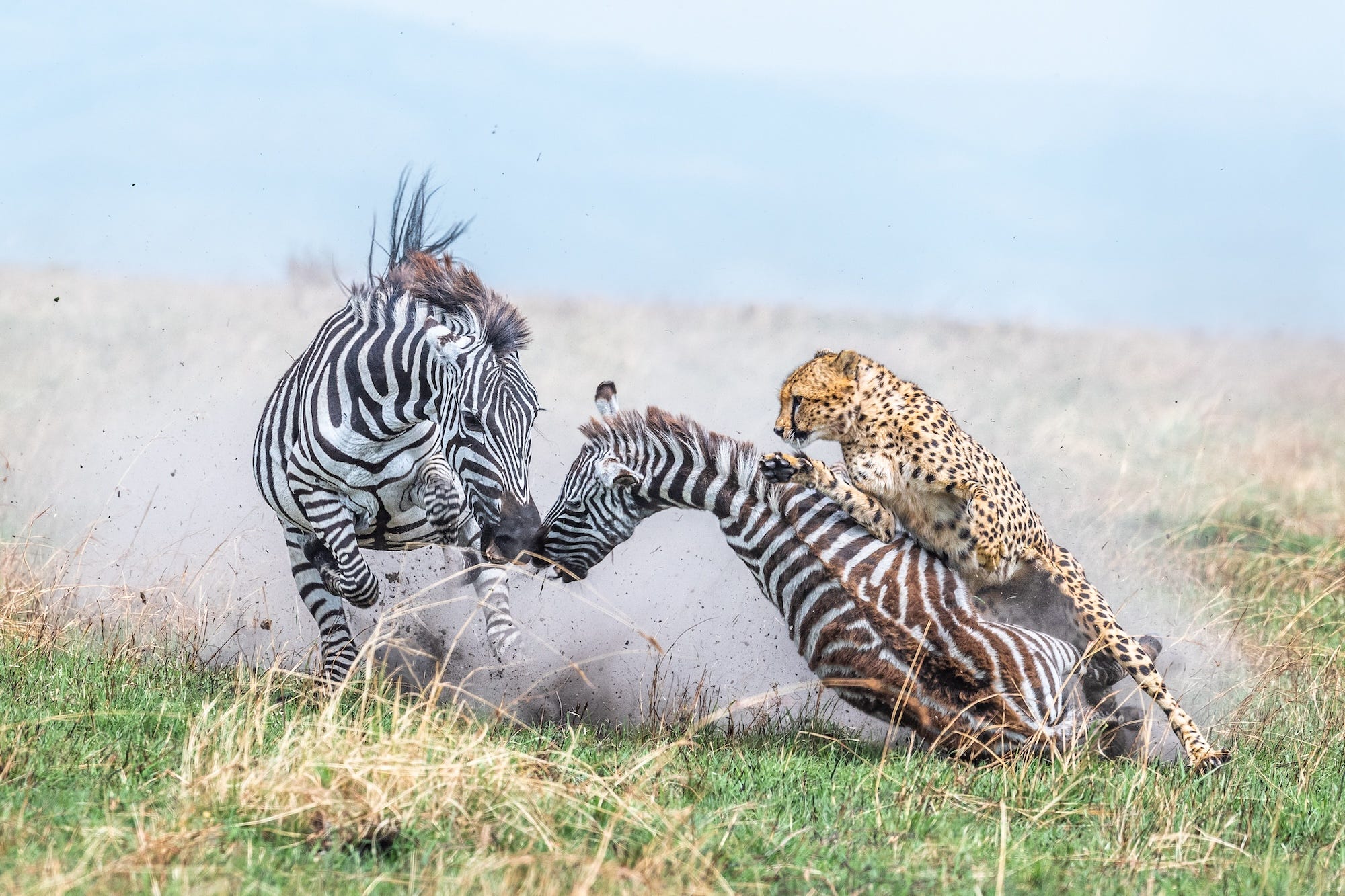 Eine Zebramutter und ihr Fohlen werden von einem Geparden angegriffen.  Masai Mara Nationalreservat, Kenia.