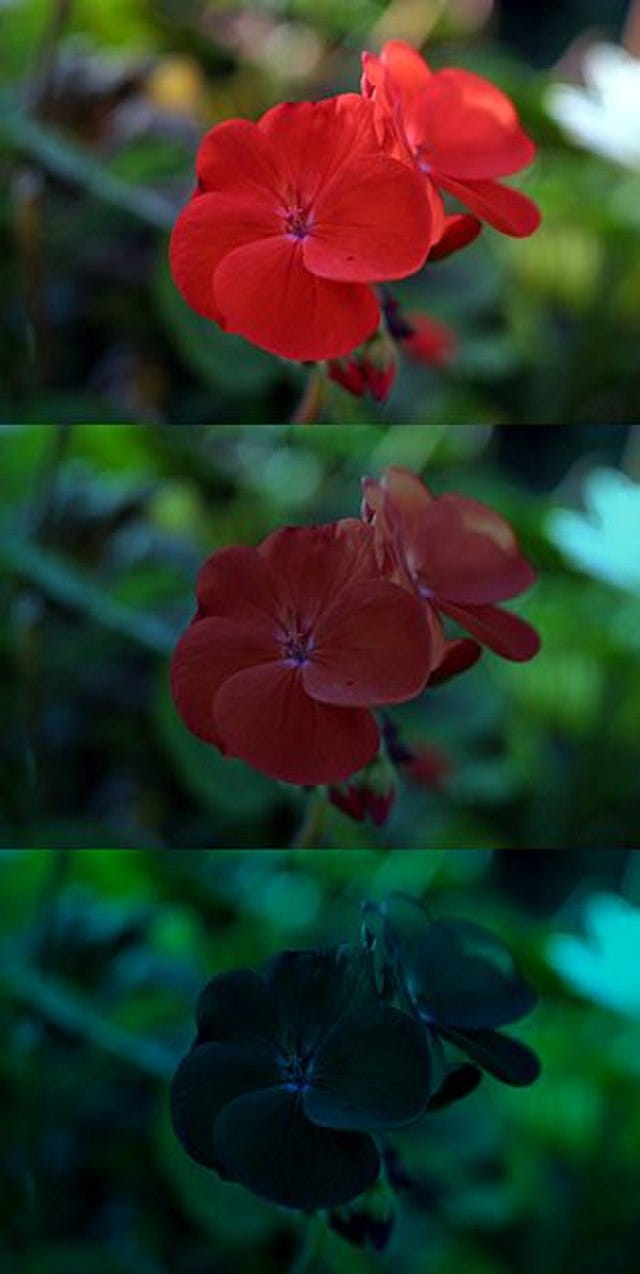 Eine vertikale Collage aus drei Fotos derselben roten Geranie, die bei unterschiedlichen Lichtverhältnissen fotografiert wurden, um den Purkinje-Effekt zu demonstrieren, mit dem hellsten Licht im oberen Bild und dem niedrigsten Licht im unteren Bild.
