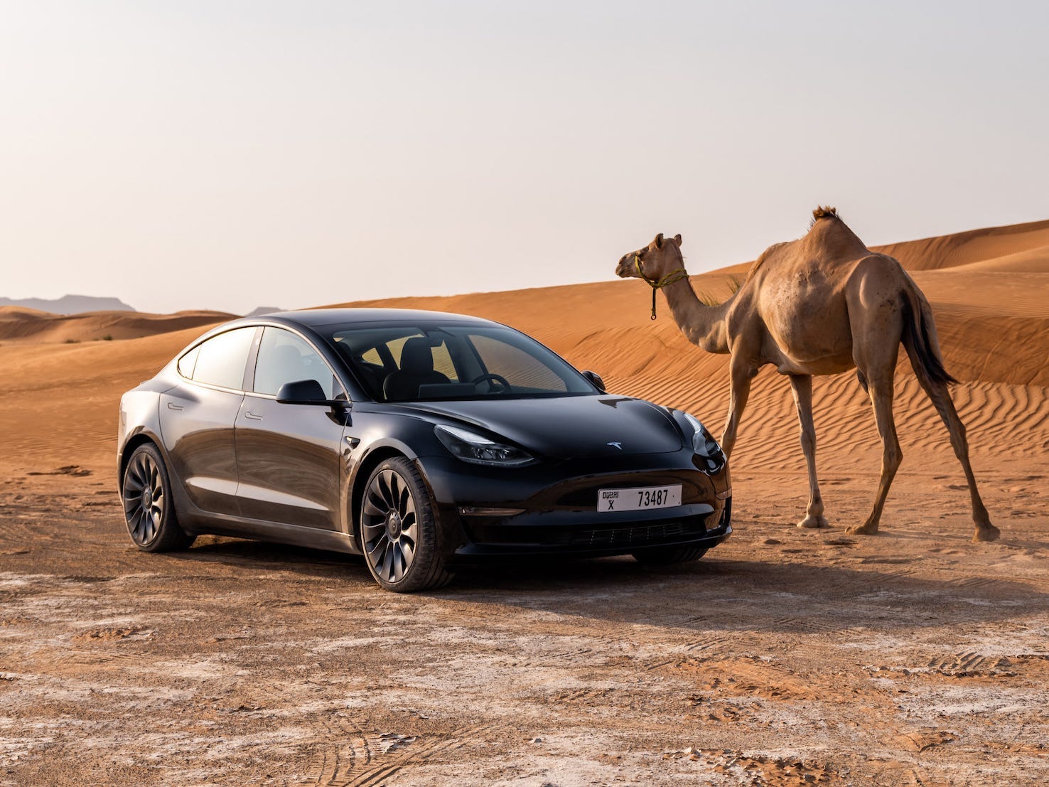 Das Tesla Model 3 parkte in der Wüste neben einem Kamel.