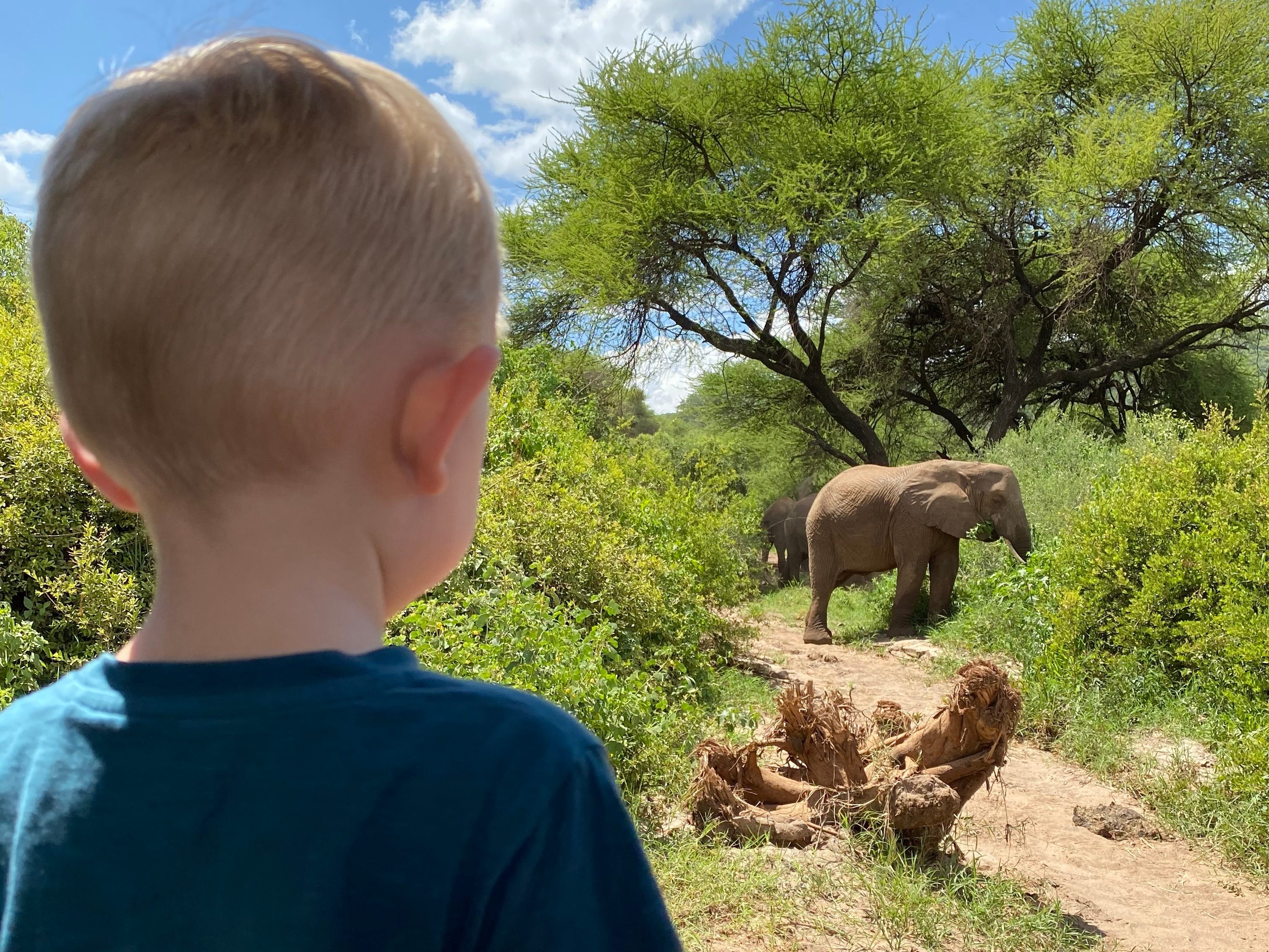 Edwards‘ Sohn blickt auf einer Safaritour auf einen Elefanten.