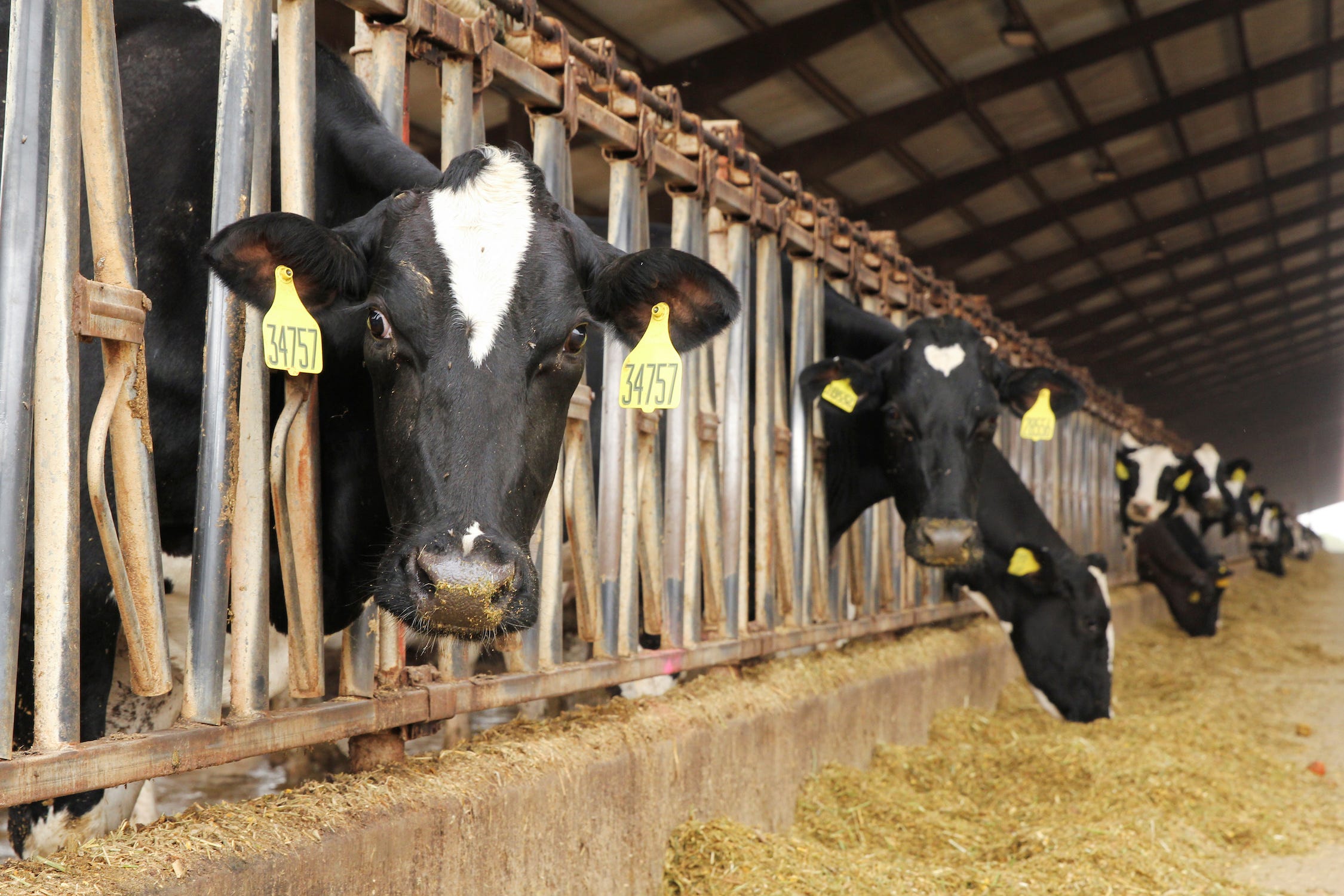 Reihe von Kühen, die ihre Köpfe durch Metallstangen stecken, um Heufutter zu fressen