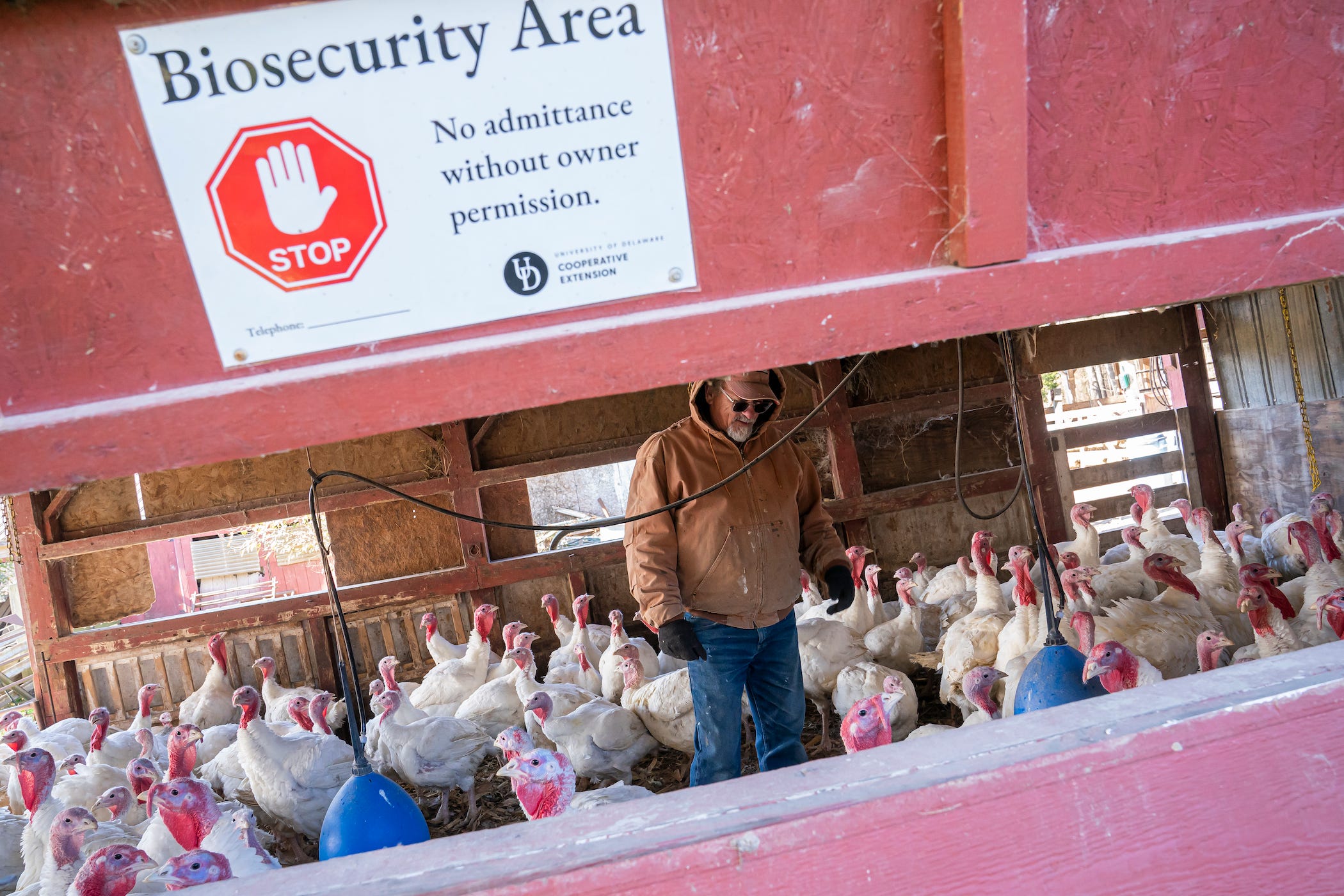 Mann mit Truthähnen im Hühnerstall.  Auf dem Schild draußen steht: „Biosicherheitsbereich – Zutritt ohne Erlaubnis des Eigentümers verboten.“