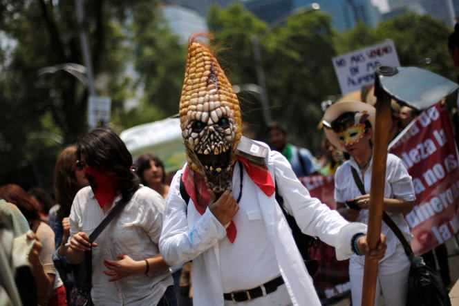 A protester wears a corn-shaped mask during one of the many global “March Against Monsanto” protests against genetically modified organisms (GMOs) and agrochemicals, in Mexico City, May 24, 2014.