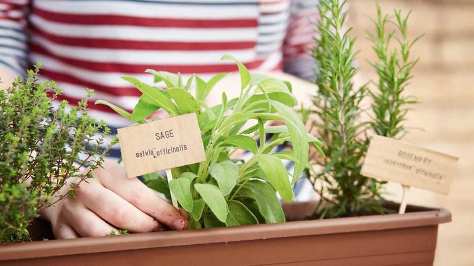 You should definitely have these medicinal plants in your garden