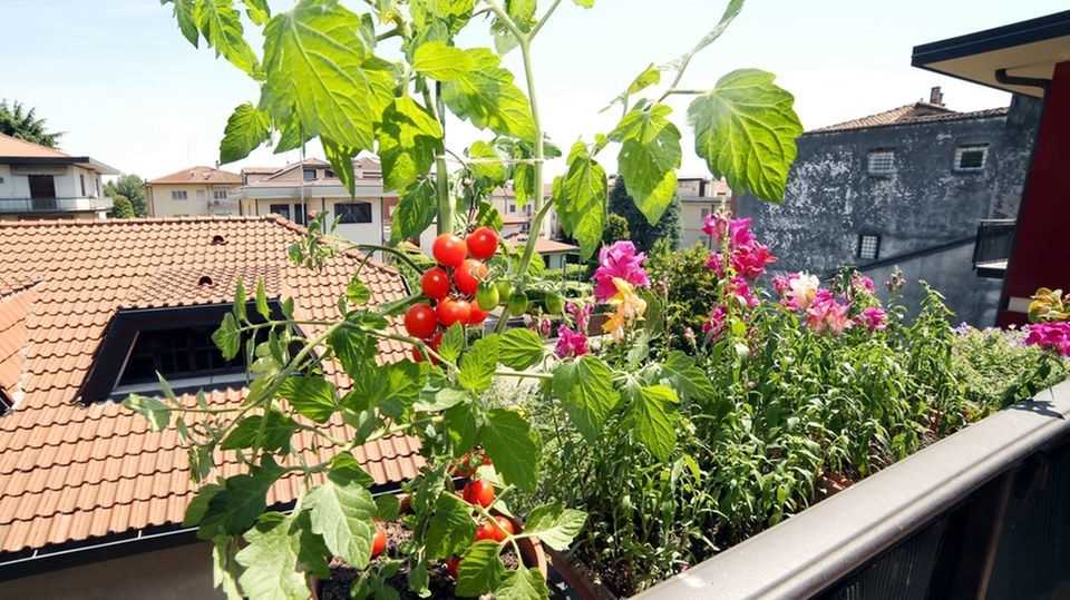 Urban farming: vegetables on the balcony
