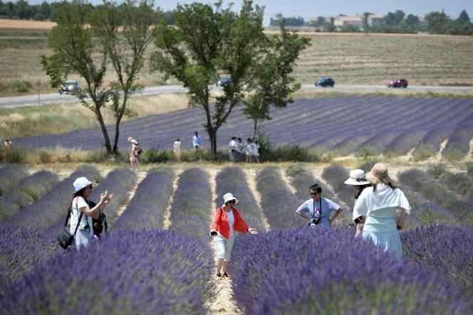 Tourists take photos while walking through a lavender field in Valensole, south-eastern France, in June 2019.