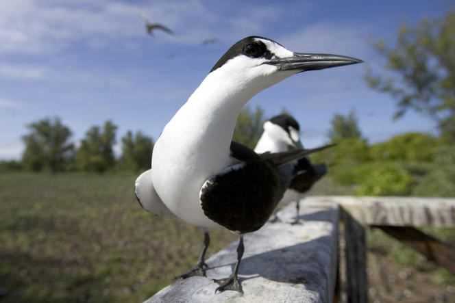 The sooty tern, which had not been seen on Tromelin Island since 1836, has returned since the rat eradication.