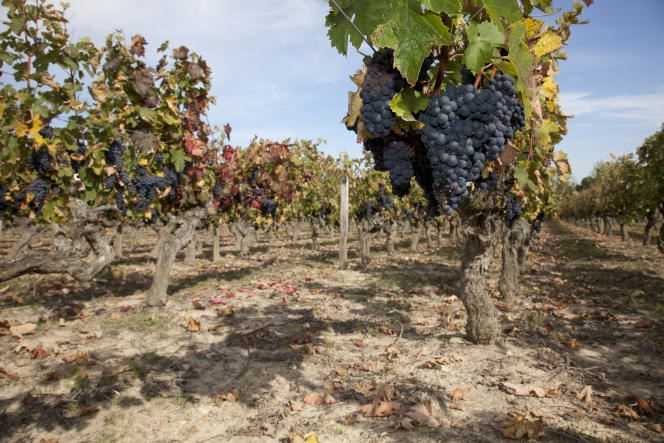 Cabernet Franc grape variety, Anjou-Villages appellation
