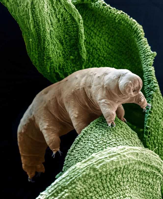 The tardigrade is a surprising animal, able to repair its own DNA.