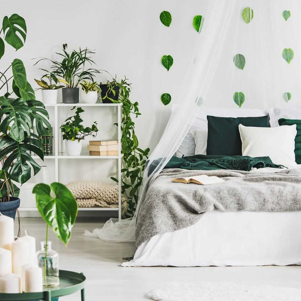 Urban jungle: bedroom with plants