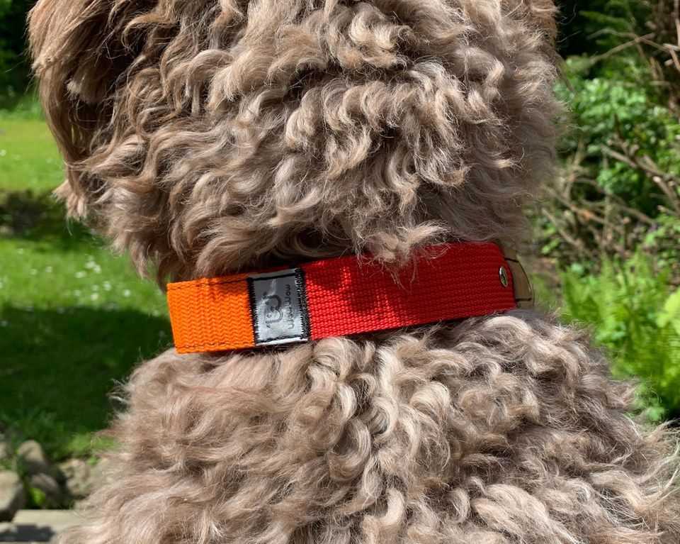 WowWow: Collar with integrated leash, The WowWow collar on a dog