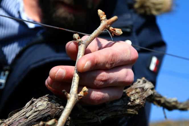 A French winemaker looks at the buds of the vine to check for damage caused by frost, in Champillon (Marne), April 13, 2021.