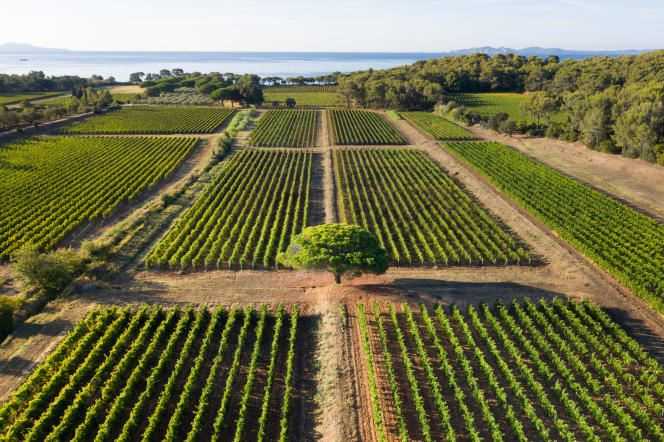 The Clos Mireille vines, which belong to Domaine Ott, are located on the seafront in La Londe-les-Maures (Var).
