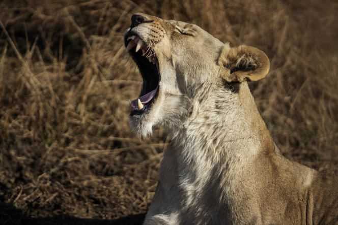 A lioness in the Dinokeng reserve, north of Pretoria, in August 2020.