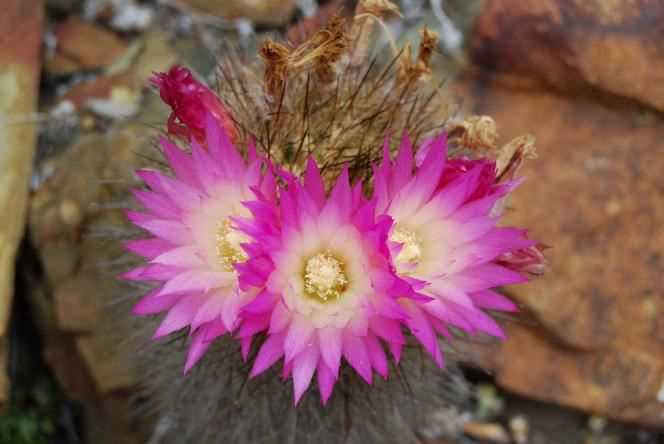 A flowering Eriosyce chilensis cactus, photographed in Chile in October 2007.