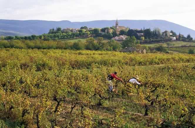 Harvests in Villars, in Provence.