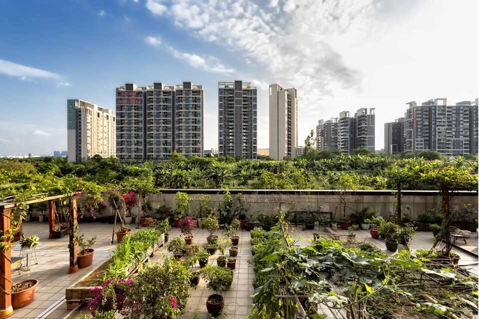 Urban gardening: community garden on a roof