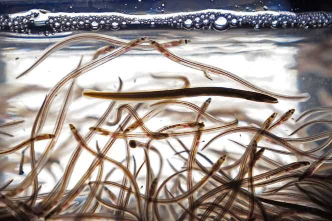 Elvers, eel fry, swim in a pond after being fished in the Penobscot River, Saturday, May 15, 2021, in Brewer, Maine (United States).