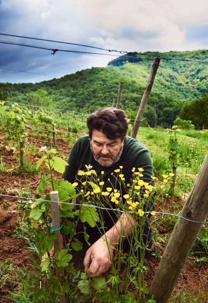 Nicolas Carmarans, in his vineyards in the Truyère valley, in Aveyron, in 2019.
