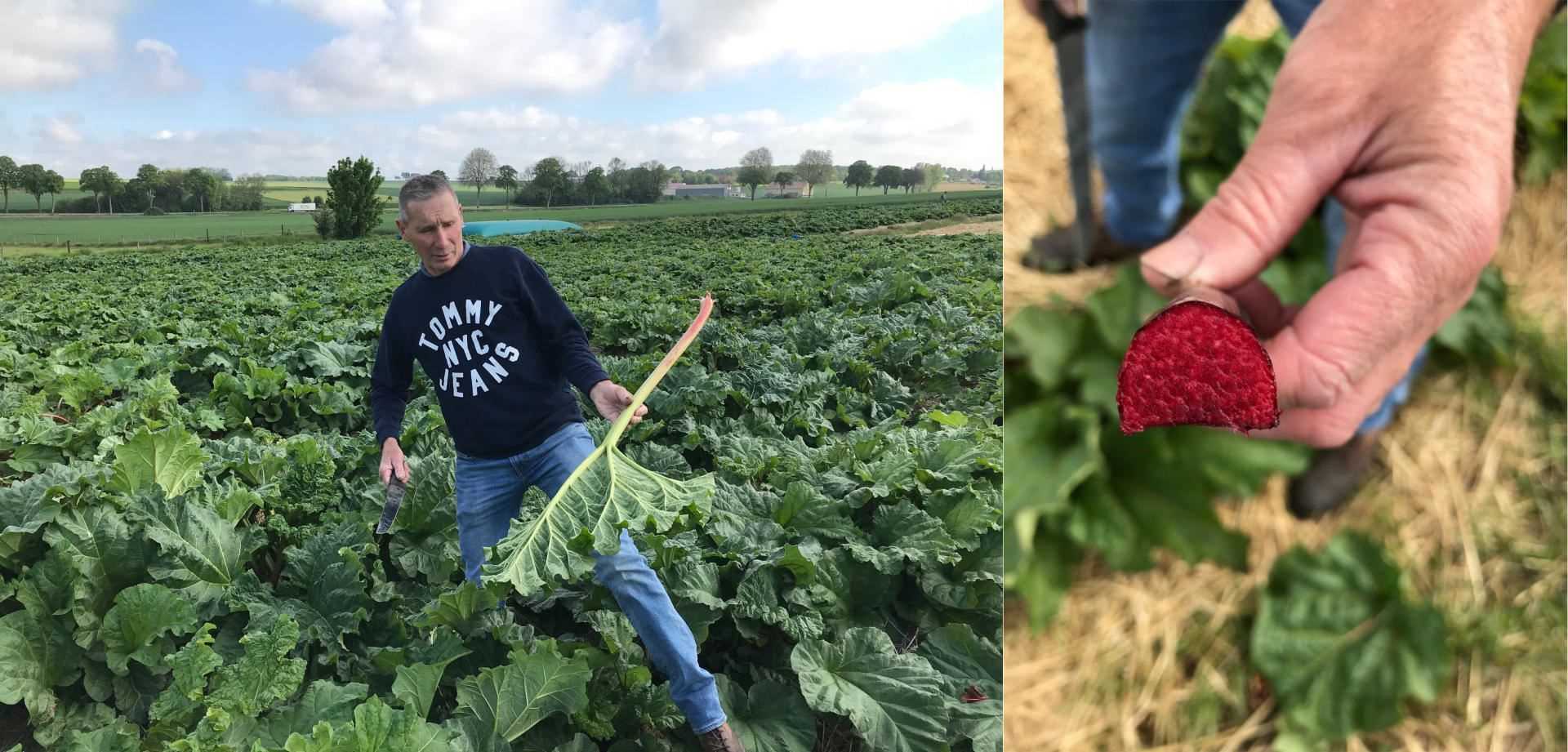 Left: Mathieu Vermès, rhubarb farmer, a goliath in hand.  Right: a valentine.