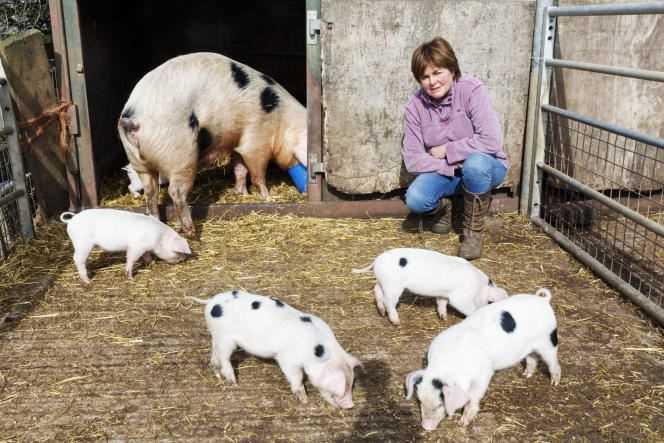Pig farming in Gloucestershire, UK, in 2016. This photograph is from a series on farmers produced by Martin Parr after the Brexit referendum.
