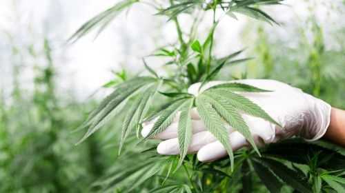 Medical cannabis: uses