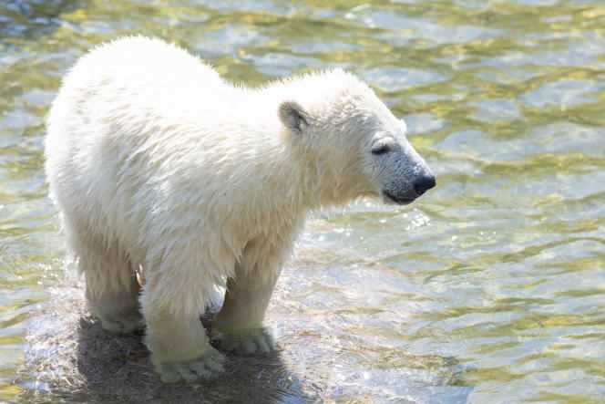 Kara, the bear cub at Mulhouse Zoological and Botanical Park, April 4, 2021.