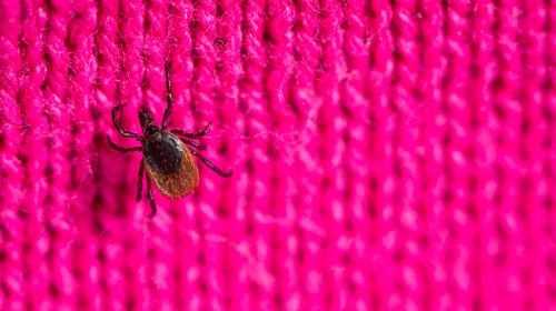 Ticks: the most important facts!