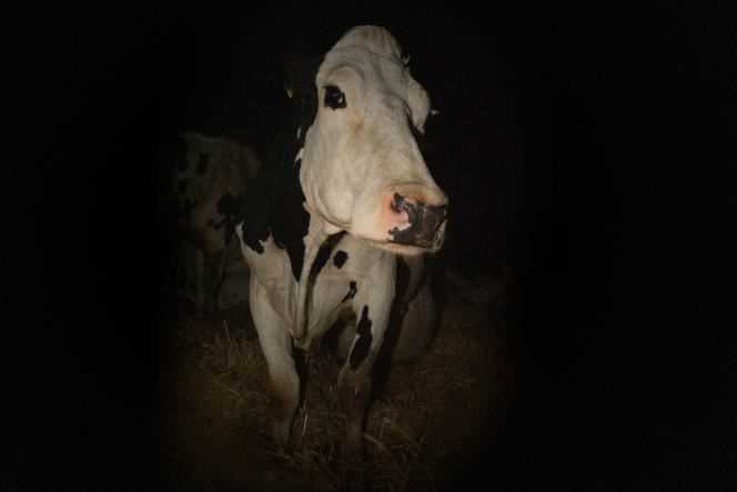 One of the cows filmed by Andrea Arnold in his documentary 