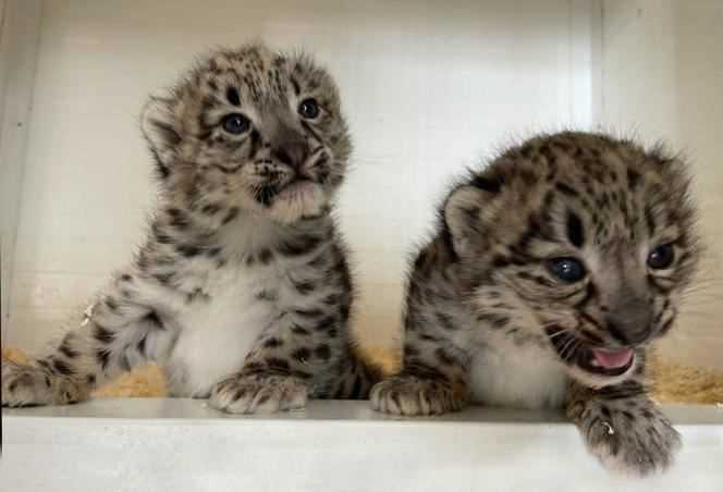 Jangali and Makalu, the two snow leopards born on May 23, 2021.
