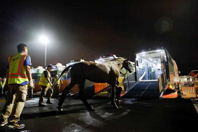 A dressage horse arrives at Tokyo airport on July 15, on the sidelines of the Olympics.