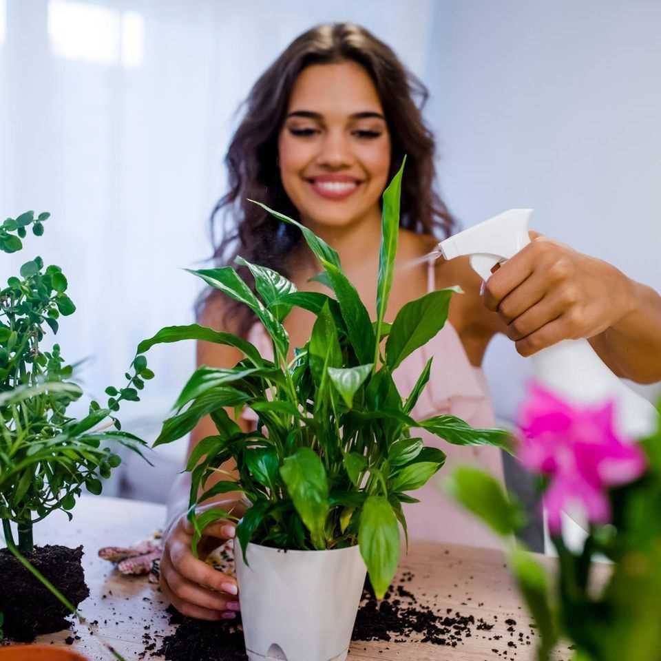 Caring for indoor plants: woman sprinkles plant with water.