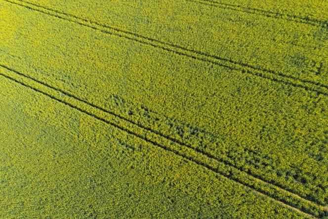 A field of rapeseed, in Chancay (Indre-et-Loire), April 6, 2021.