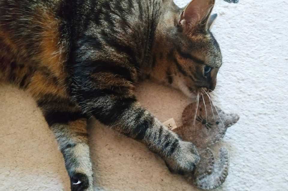 Catlabs cat toy: Ivy with the toy