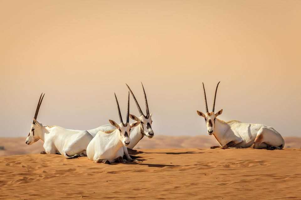 Dubai insider tips: Oryx antelopes in the Dubai Desert Conservation Reserve