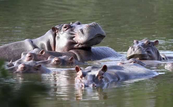 Hippos splashing around at Hacienda Napoles, Pablo Escobar's former ranch, in February 2021.