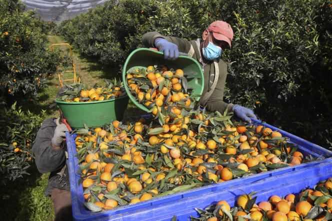 Moroccan workers harvest clementines in Corsica, October 29, 2020.