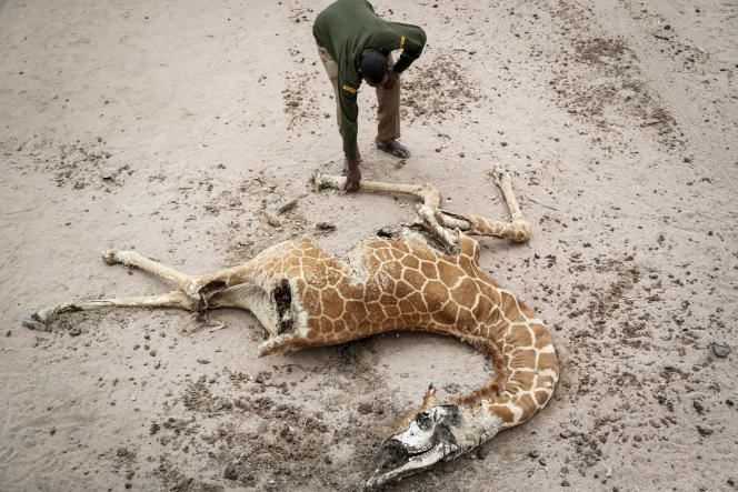 The corpse of a starving giraffe near the village of Matana in Wajir County, northeast Kenya, October 25, 2021.