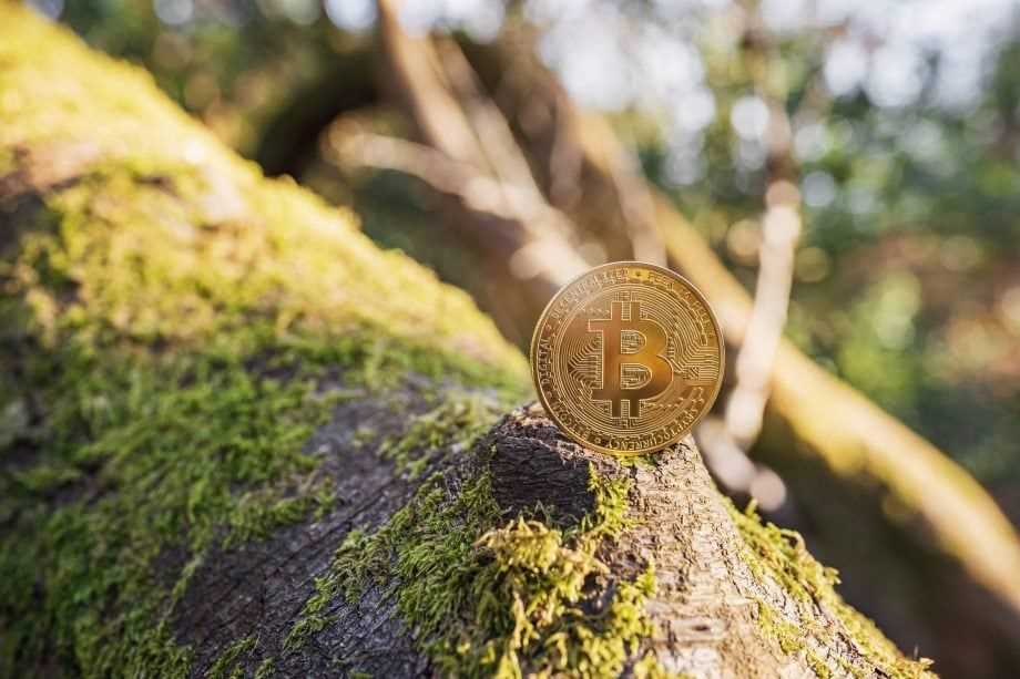 Bitcoin coin on tree trunk