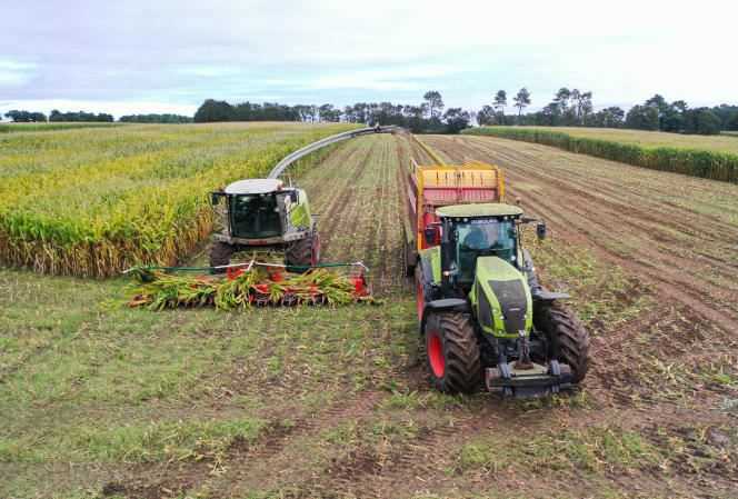 Corn harvest, near Arzal (Morbihan), September 28, 2020.