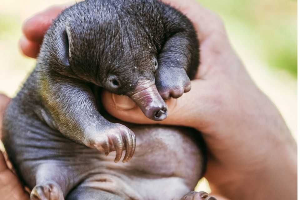 Australien: Schnabeligel-Baby