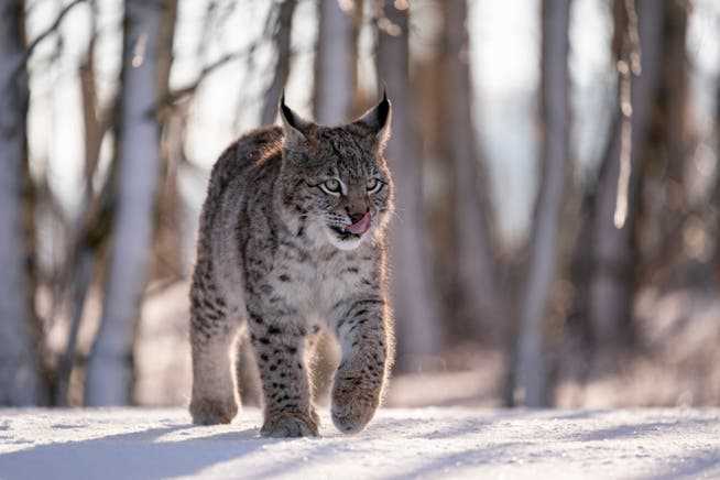 The lynx is a strictly protected species.