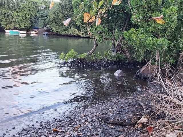 Contaminated mangrove forests in the holiday paradise.
