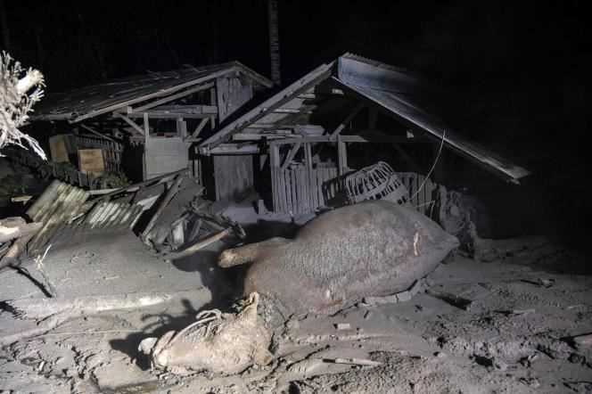 The corpse of a horse in Sumber Wuluh, in the Indonesian region of Lumajang, on December 5, 2021, the day after the eruption of the Semeru volcano.
