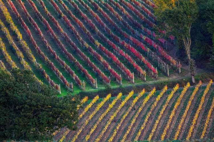 In keeping with the season, the leaves of the vines are colored in autumnal yellows and reds.  Taken in Montefalco, Umbria.