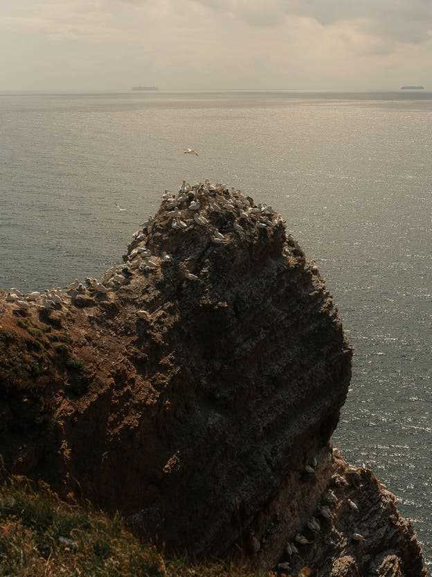 A colony of northern gannets breed on a ledge on Heligoland.
